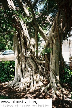 banyan